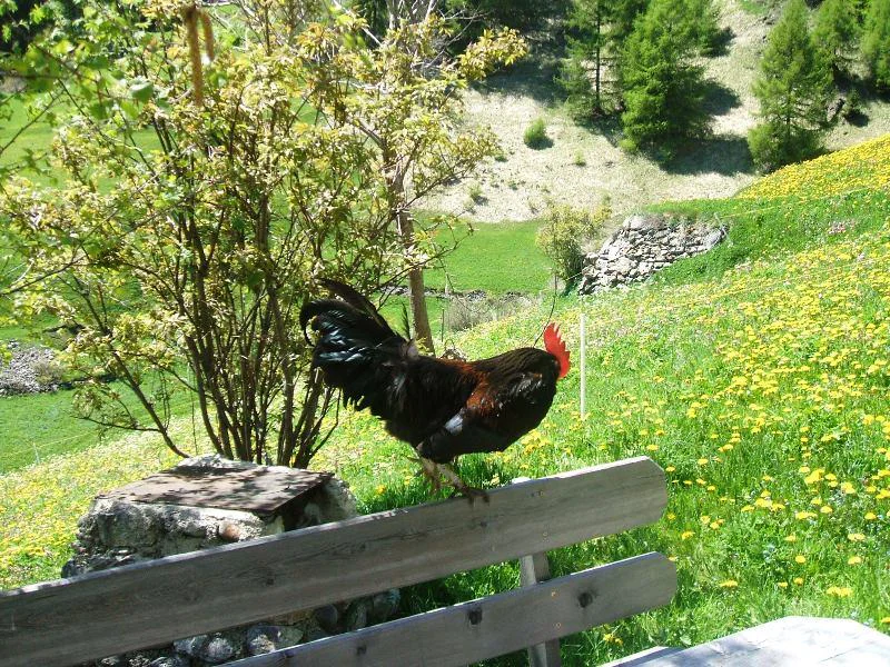 Agritourism Pichlhof Graun im Vinschgau/Curon Venosta 14 suedtirol.info