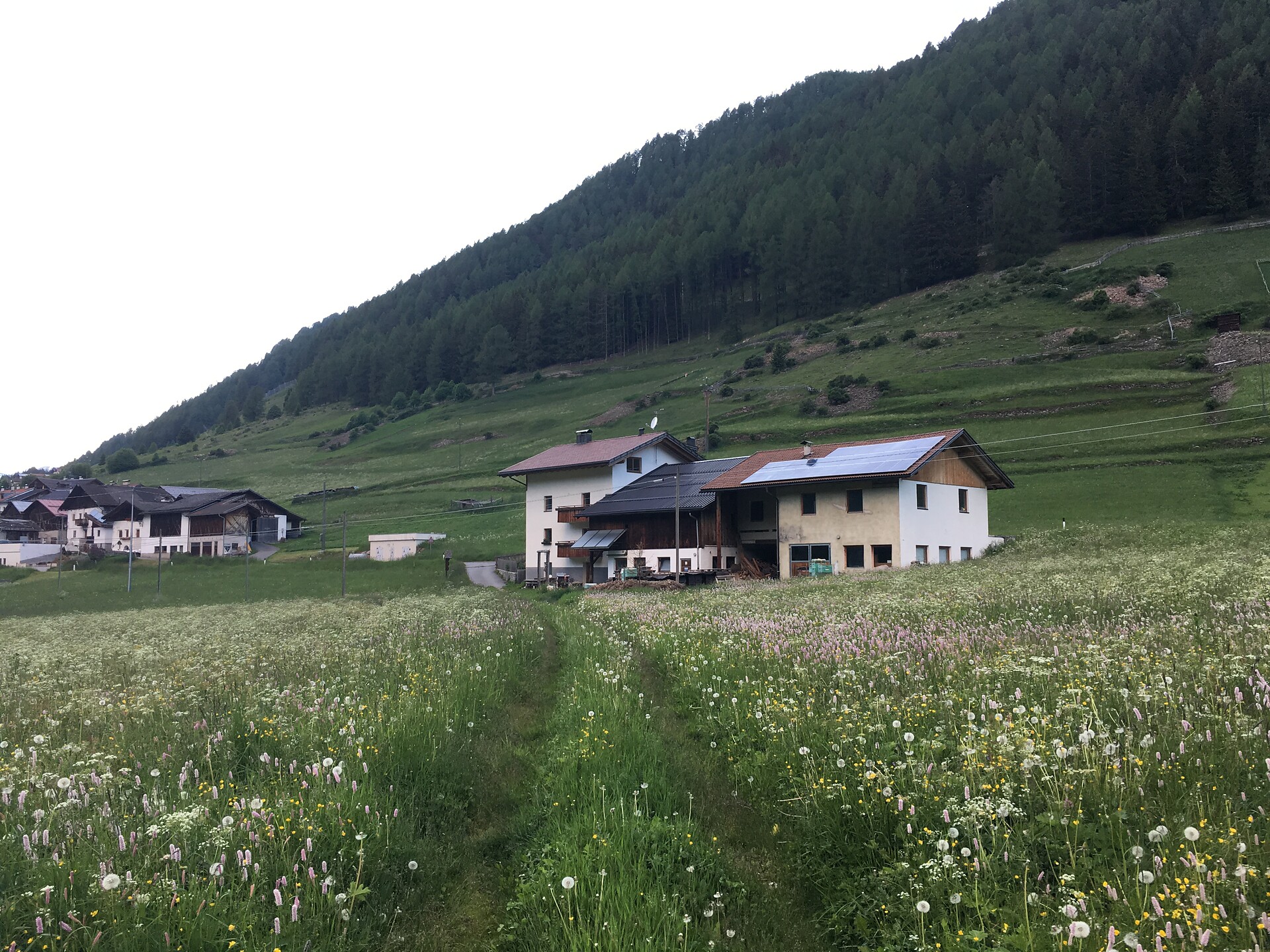 farm in summer