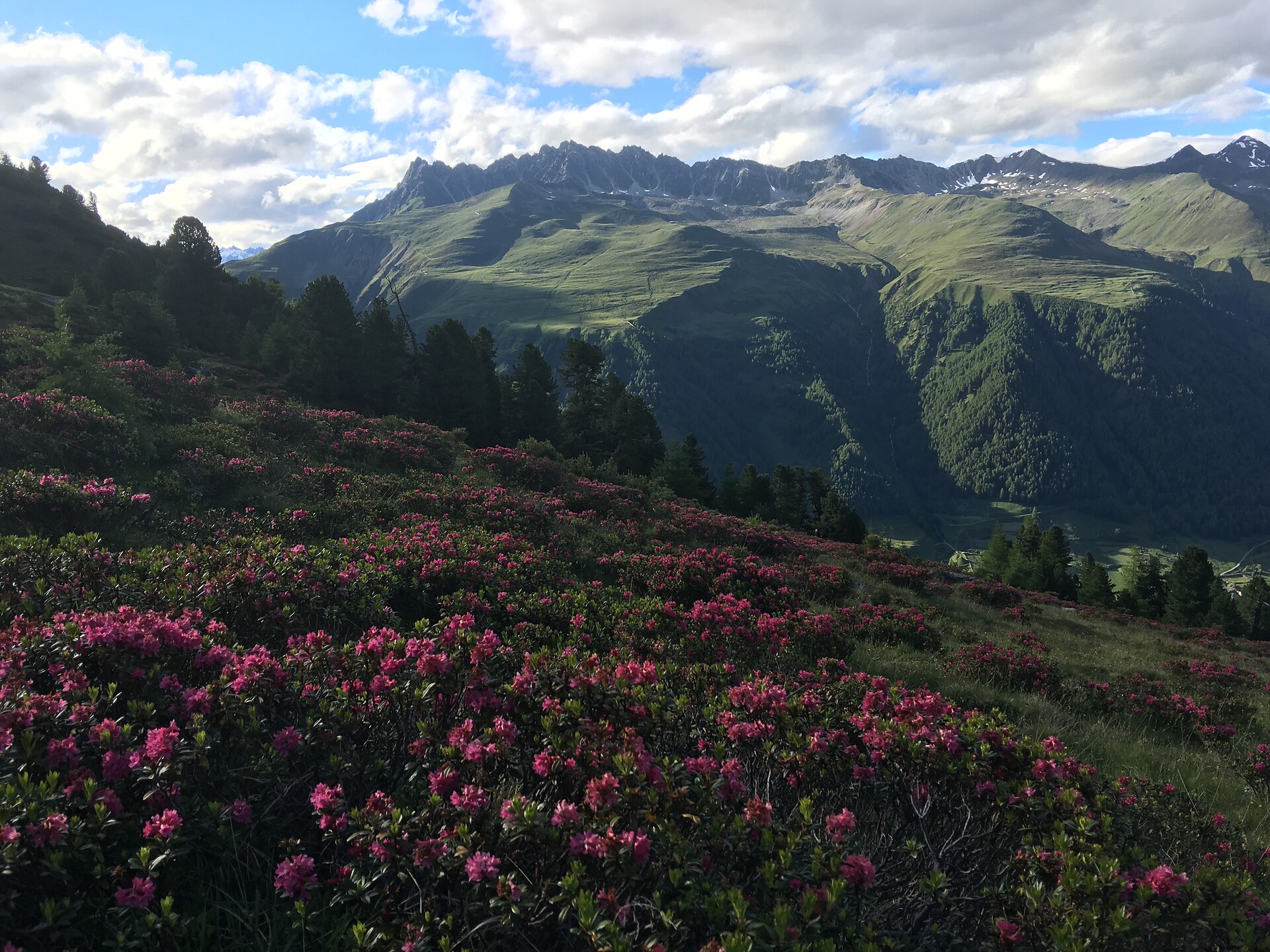 Alpine rose blossom