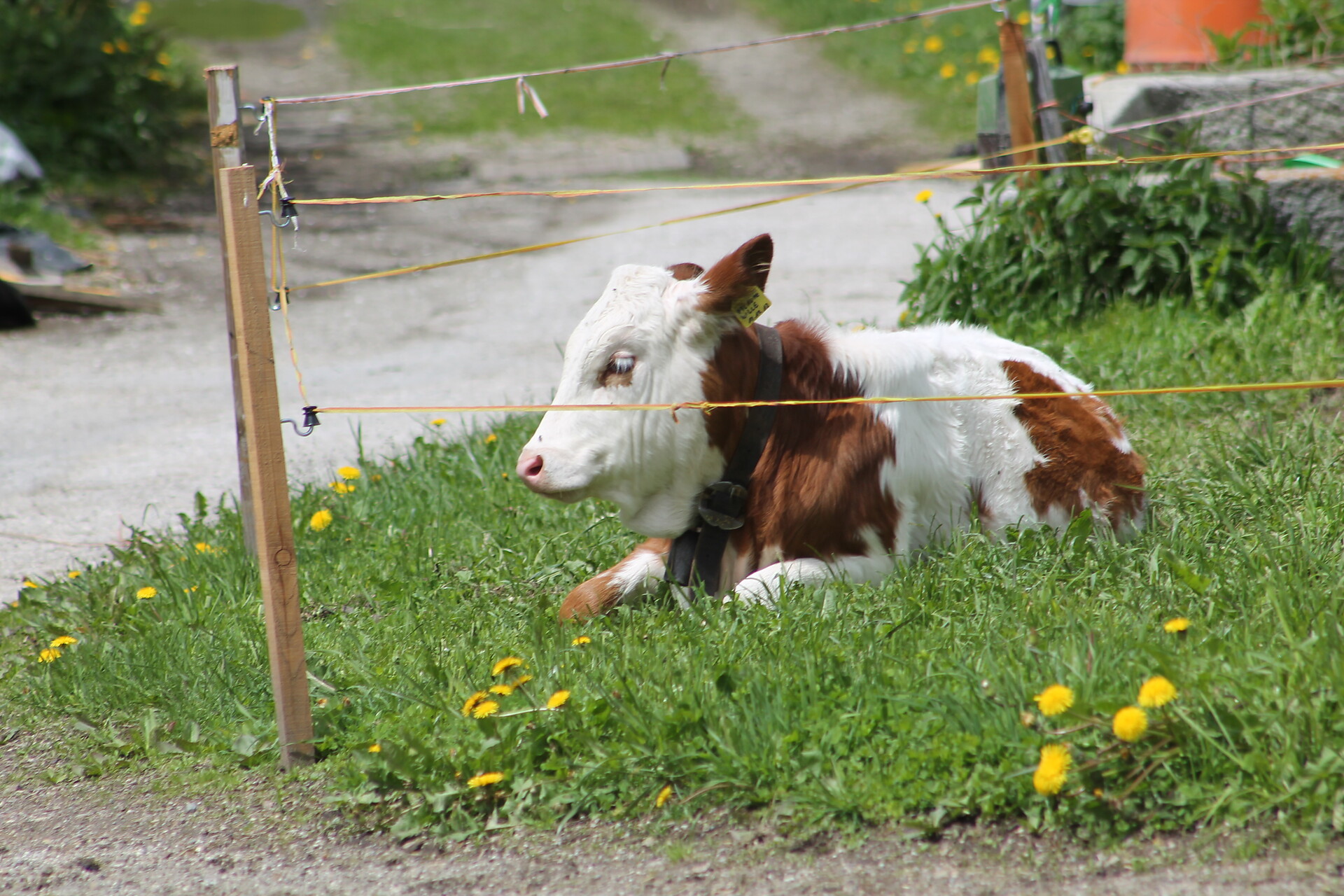 I nostri animali nel cortile