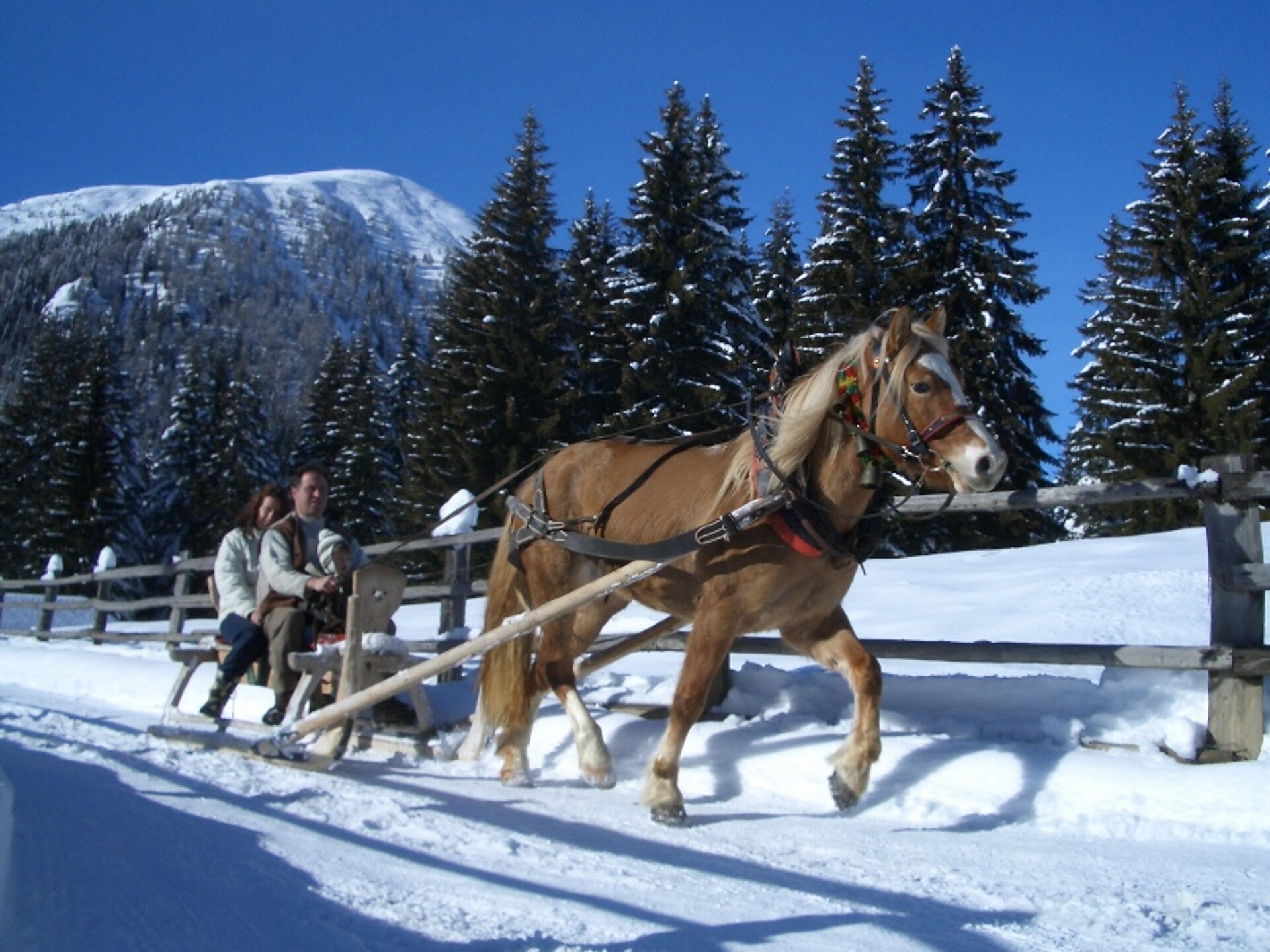 Urlaub auf dem Bauernhof Haflingerhof Tschatter und Kohl Sarntal 5 suedtirol.info