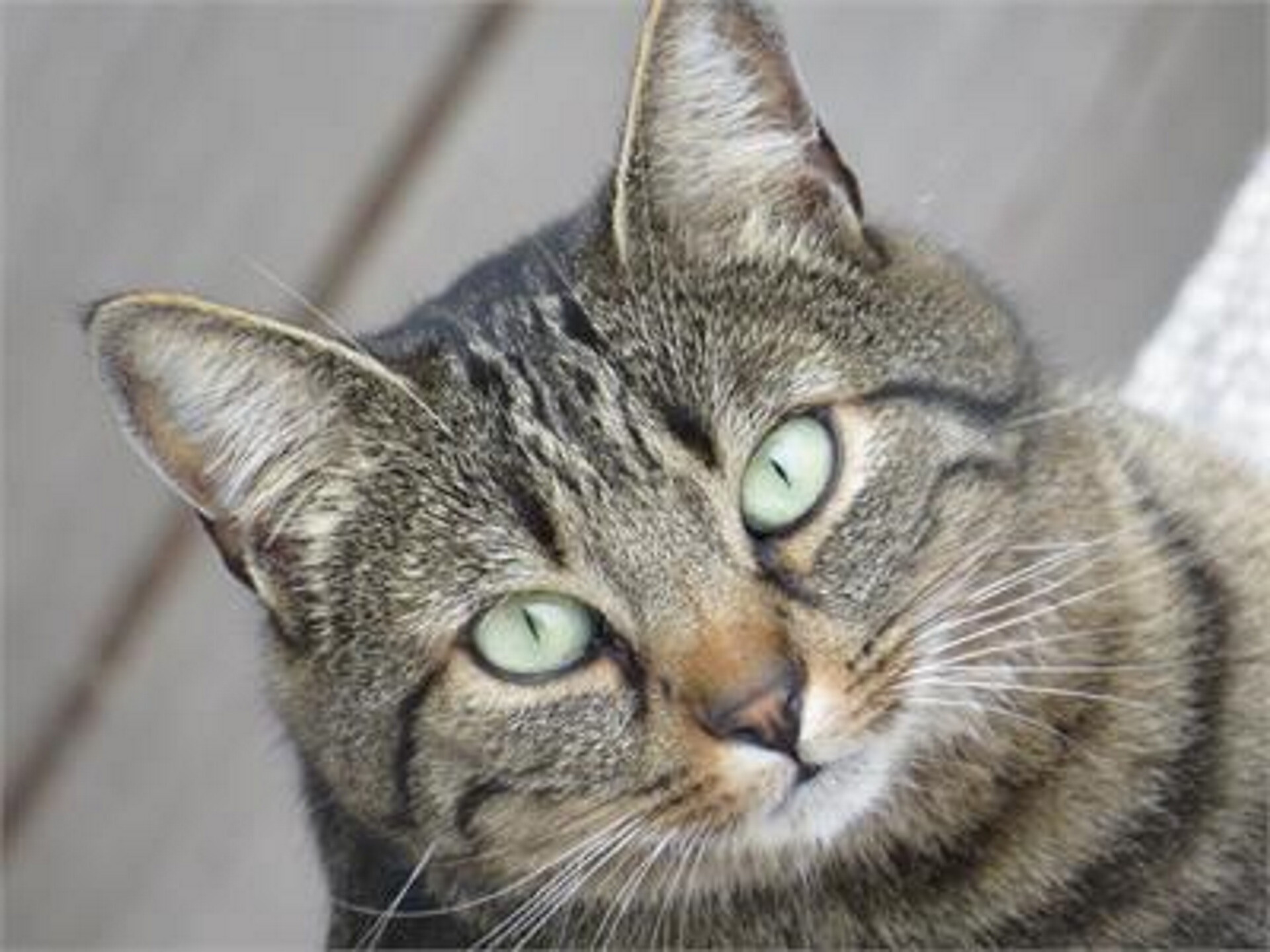 Kitti