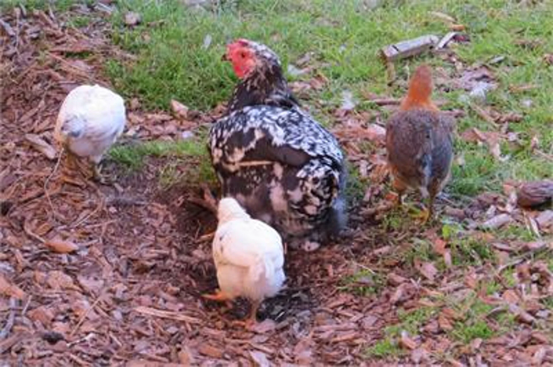 Farm Holiday Haflingerhof Tschatter und Kohl Sarntal/Sarentino 14 suedtirol.info