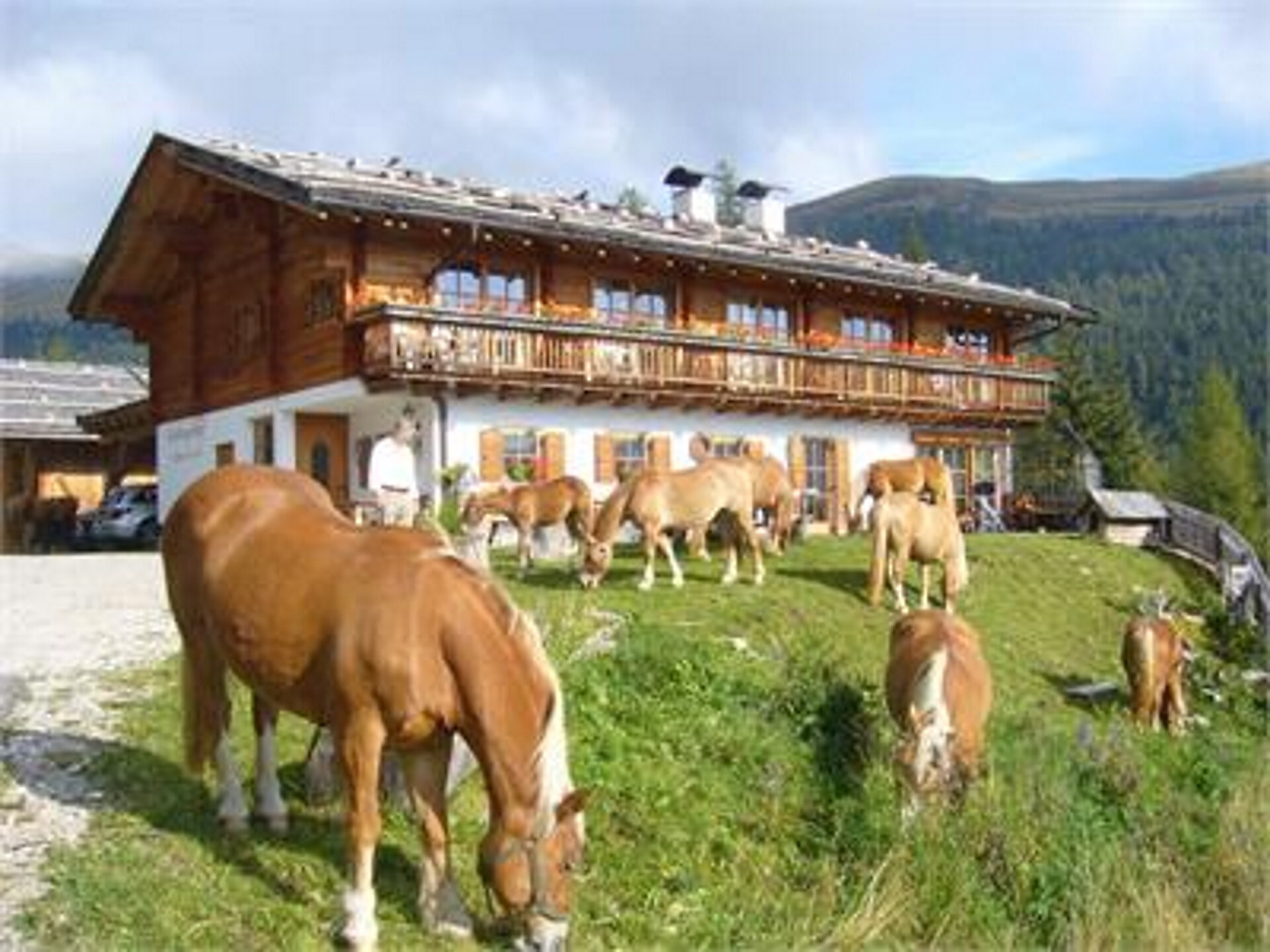 Urlaub auf dem Bauernhof Haflingerhof Tschatter und Kohl Sarntal 9 suedtirol.info