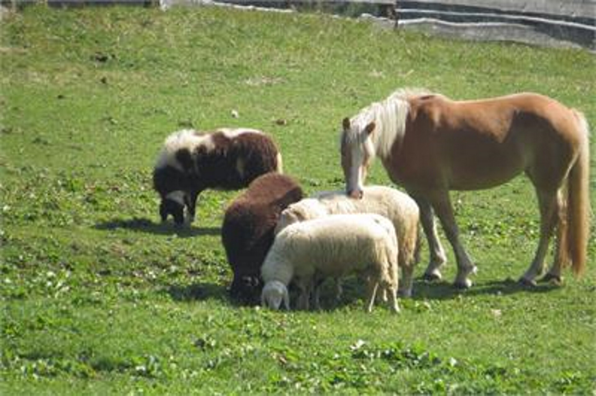 Urlaub auf dem Bauernhof Haflingerhof Tschatter und Kohl Sarntal 15 suedtirol.info