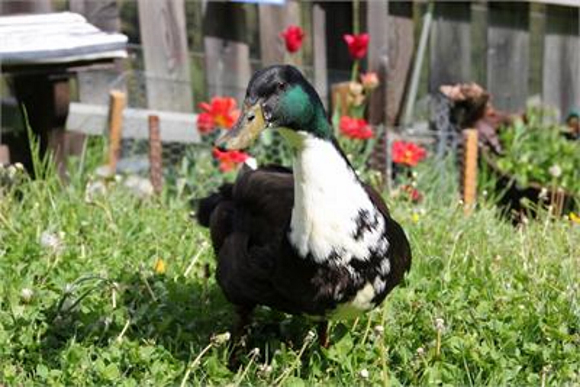 Urlaub auf dem Bauernhof Haflingerhof Tschatter und Kohl Sarntal 10 suedtirol.info
