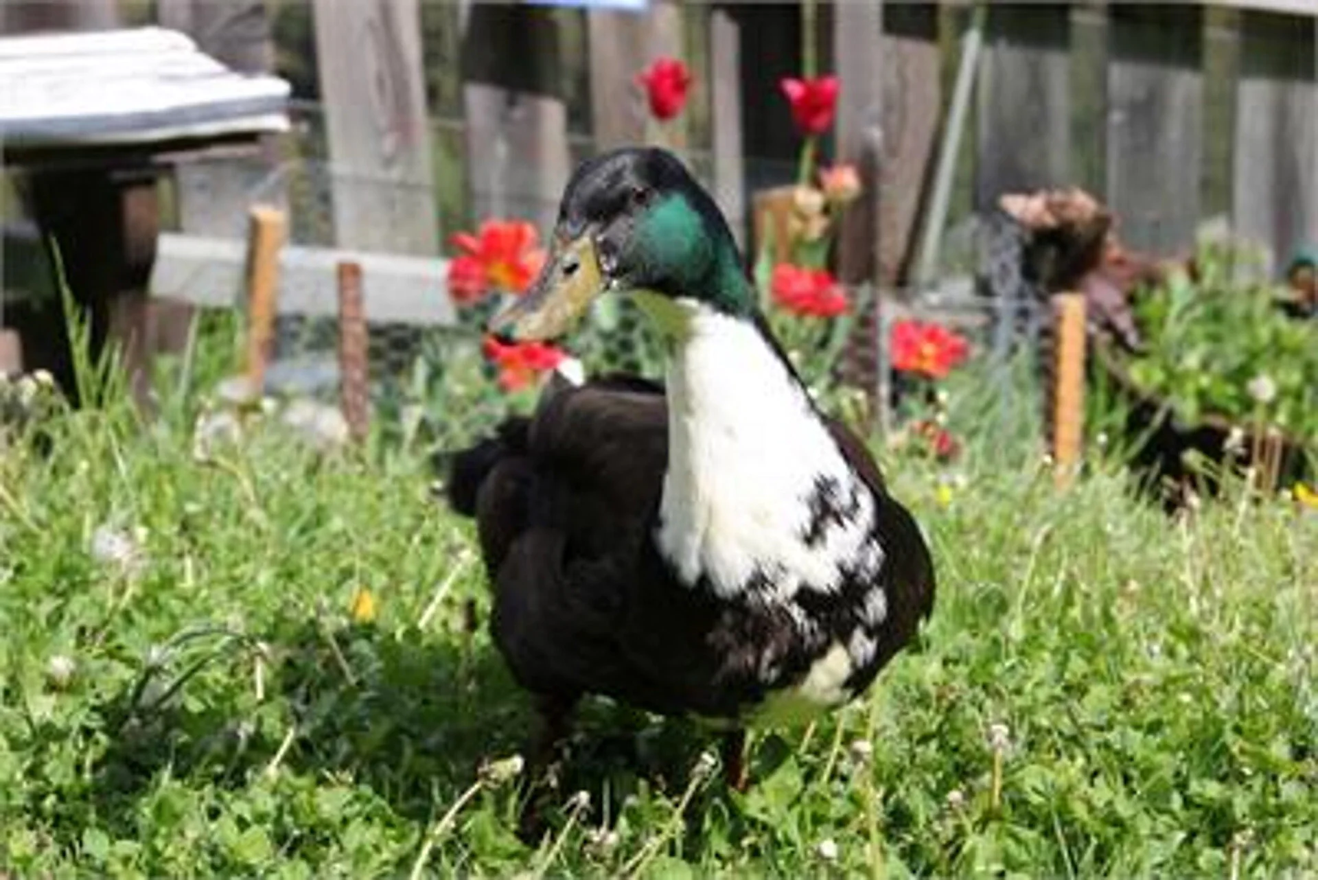 Farm Holiday Haflingerhof Tschatter und Kohl Sarntal/Sarentino 10 suedtirol.info