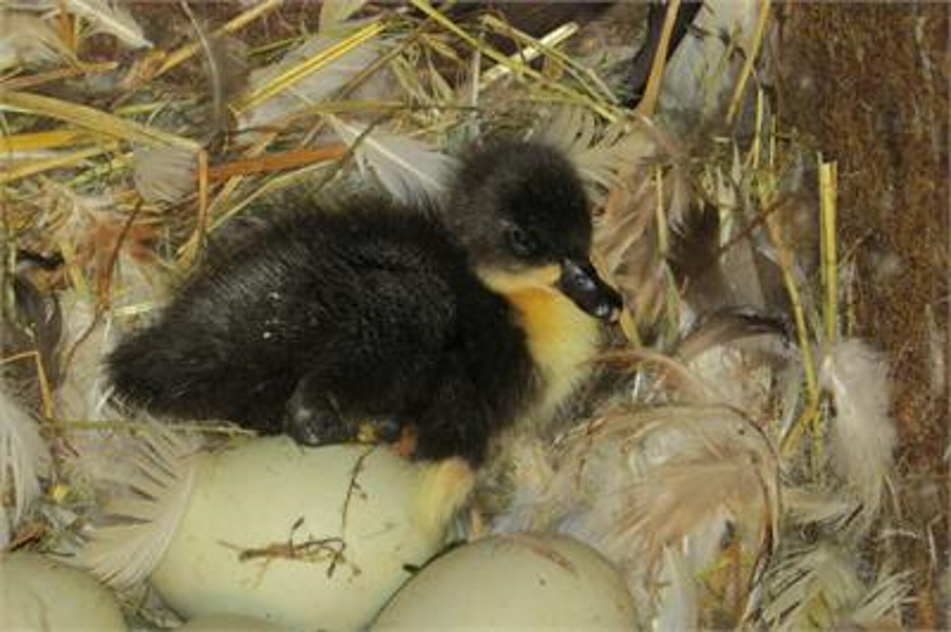 Duckling
