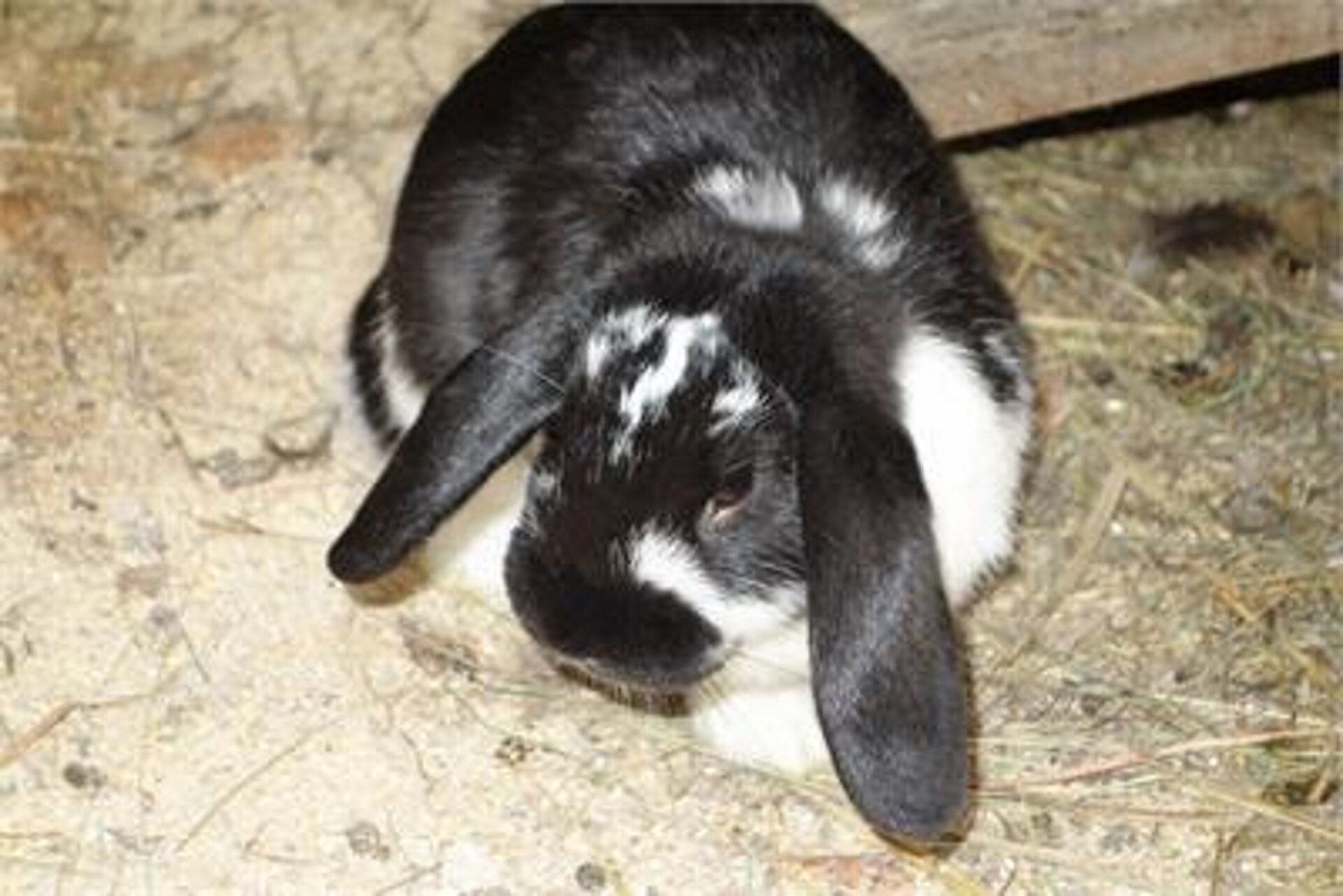 Rabbit