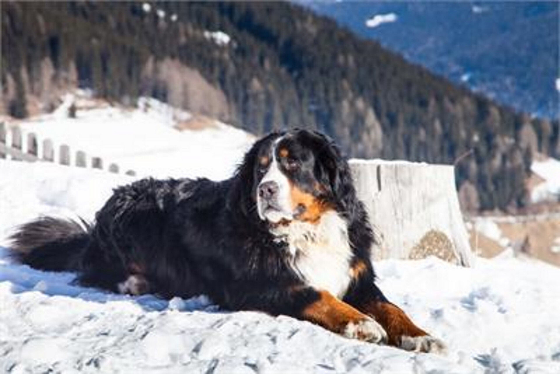 Urlaub auf dem Bauernhof Haflingerhof Tschatter und Kohl Sarntal 12 suedtirol.info
