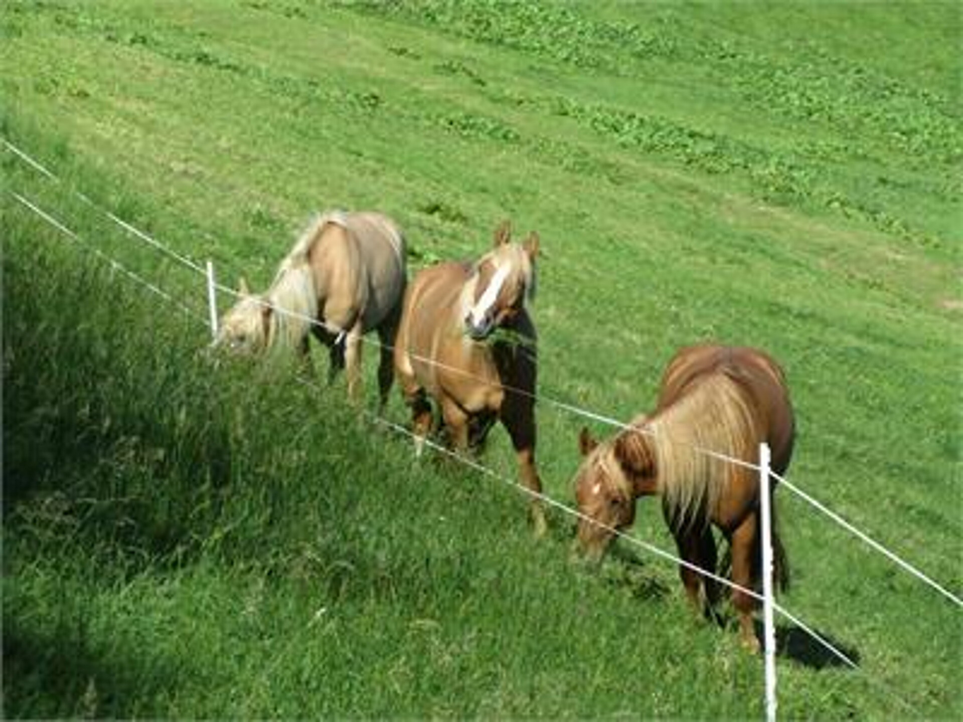 Urlaub auf dem Bauernhof Haflingerhof Tschatter und Kohl Sarntal 16 suedtirol.info