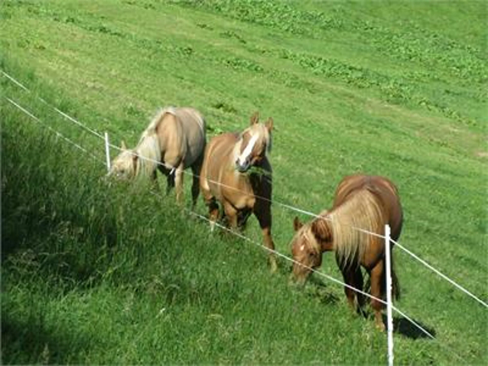 Farm Holiday Haflingerhof Tschatter und Kohl Sarntal/Sarentino 16 suedtirol.info