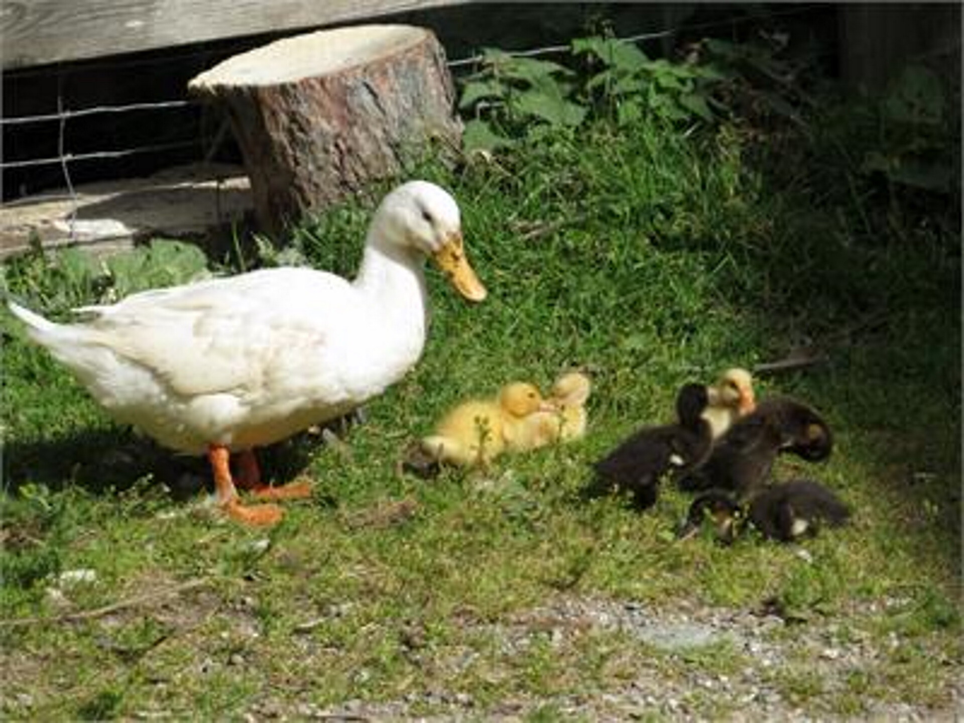 Urlaub auf dem Bauernhof Haflingerhof Tschatter und Kohl Sarntal 18 suedtirol.info