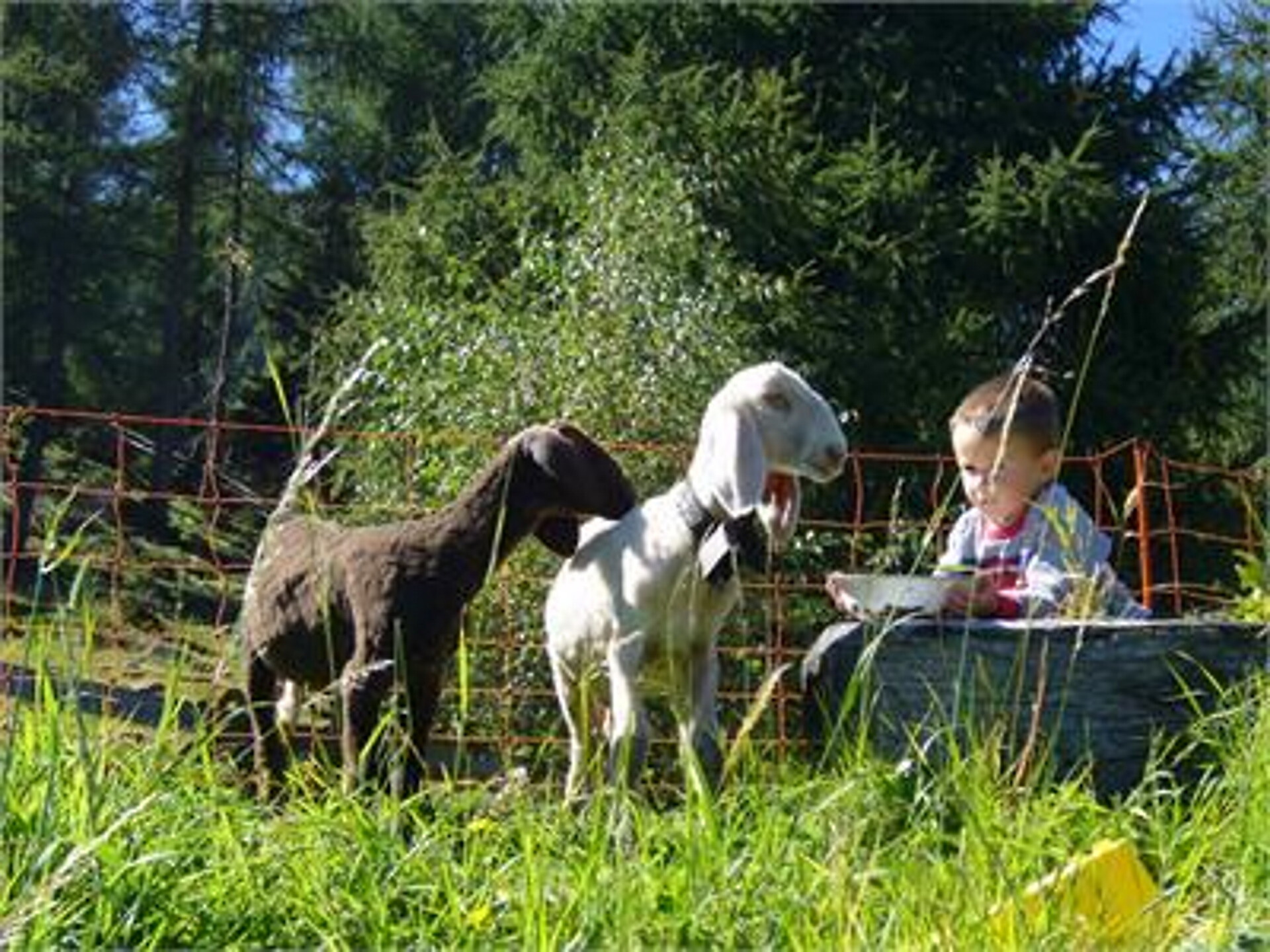 Urlaub auf dem Bauernhof Haflingerhof Tschatter und Kohl Sarntal 17 suedtirol.info