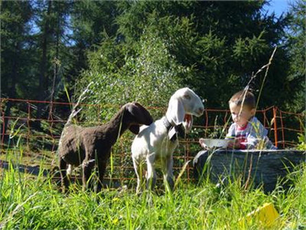 Farm Holiday Haflingerhof Tschatter und Kohl Sarntal/Sarentino 17 suedtirol.info
