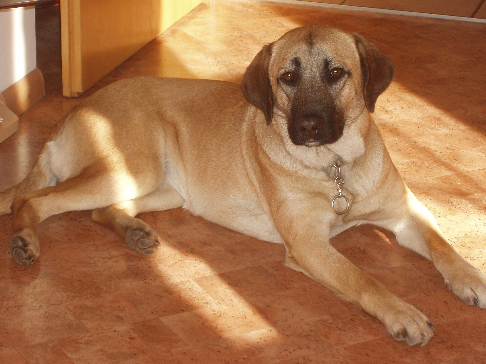 Doog