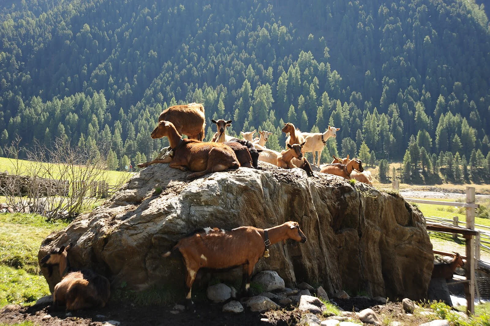 Agriturismo Gamsegghof Curon Venosta 6 suedtirol.info