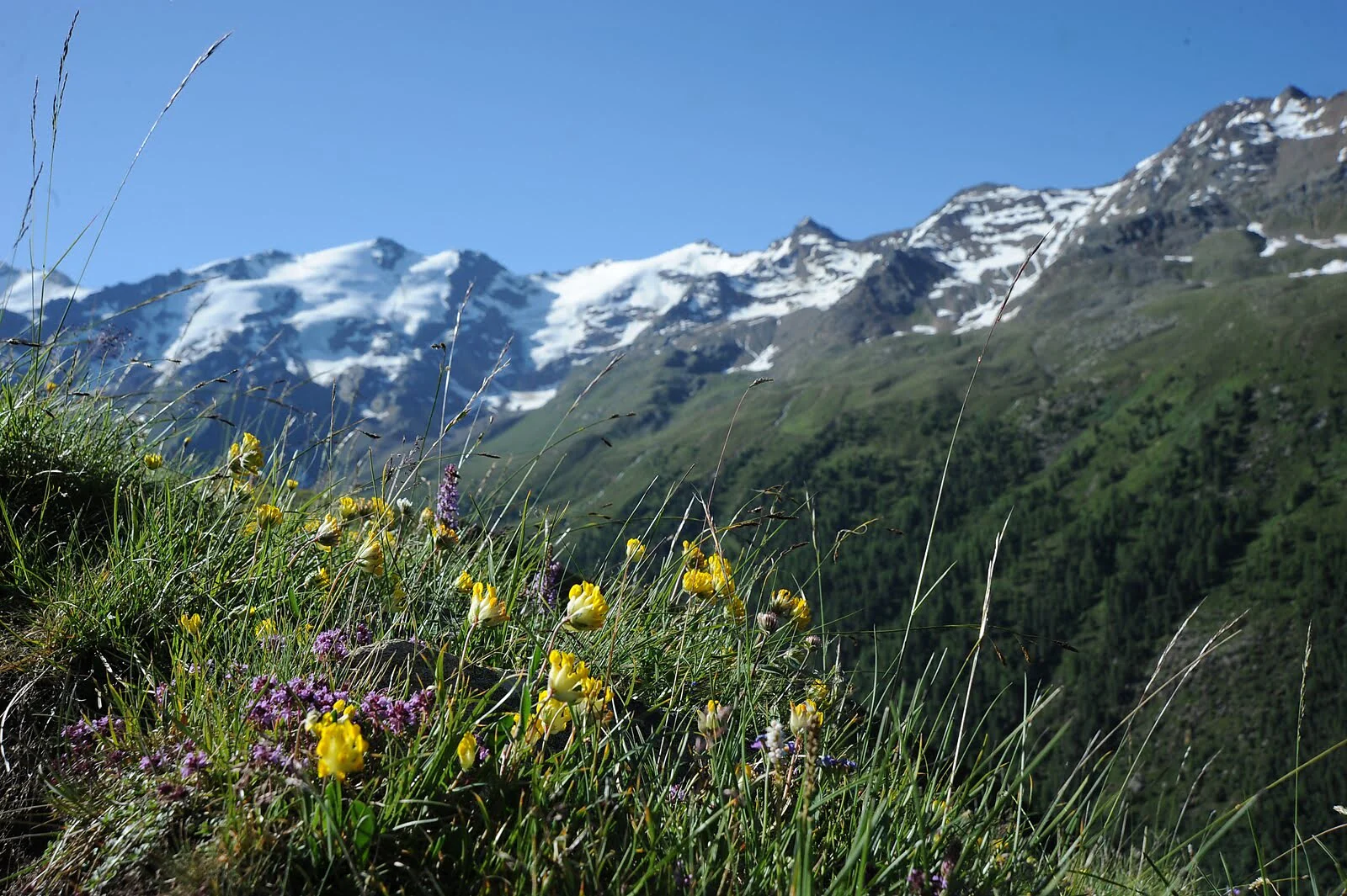 Agriturismo Gamsegghof Curon Venosta 8 suedtirol.info