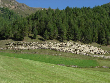Agritourism Natural Living Farm Holidays Graun im Vinschgau/Curon Venosta 19 suedtirol.info