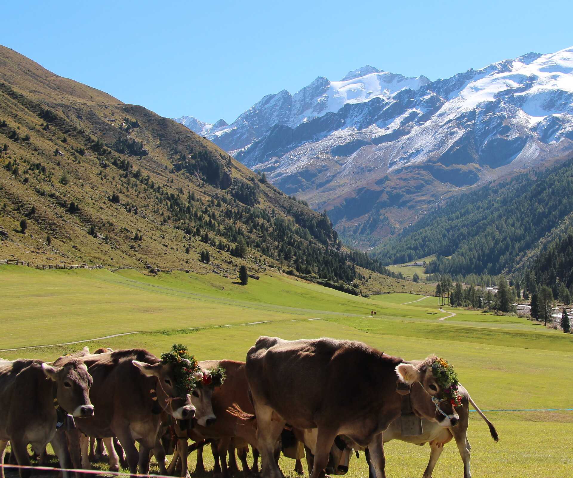 Malga
