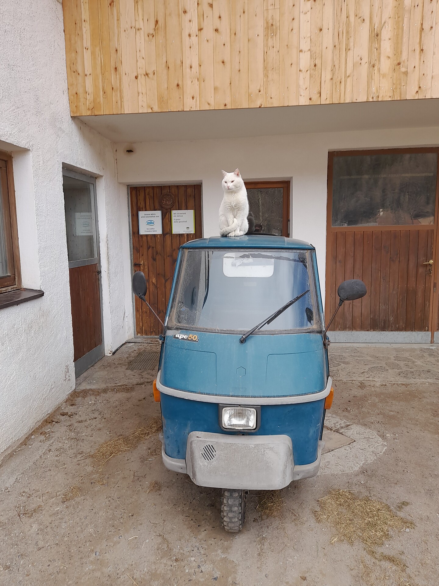 Kater hält Ausschau
