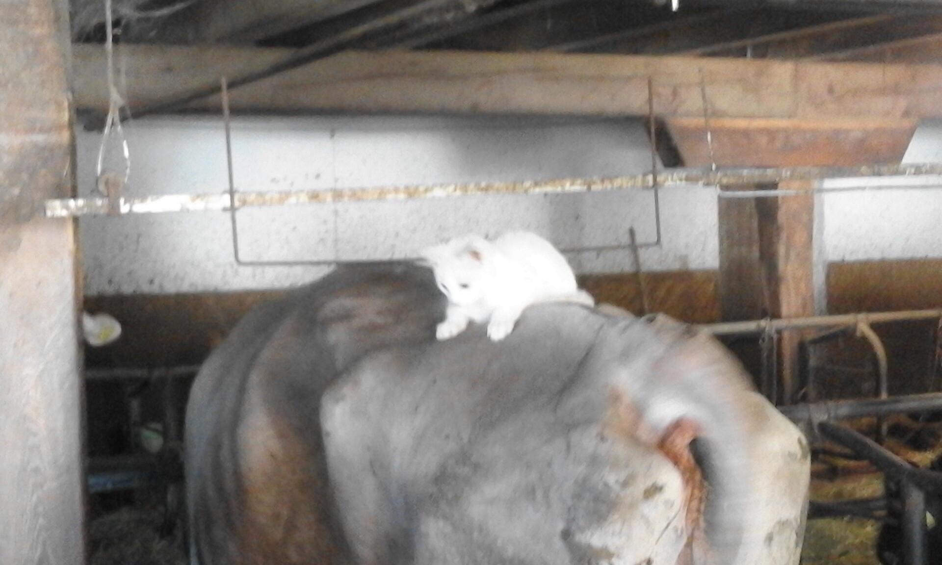 Kater macht es sich gemütlich
