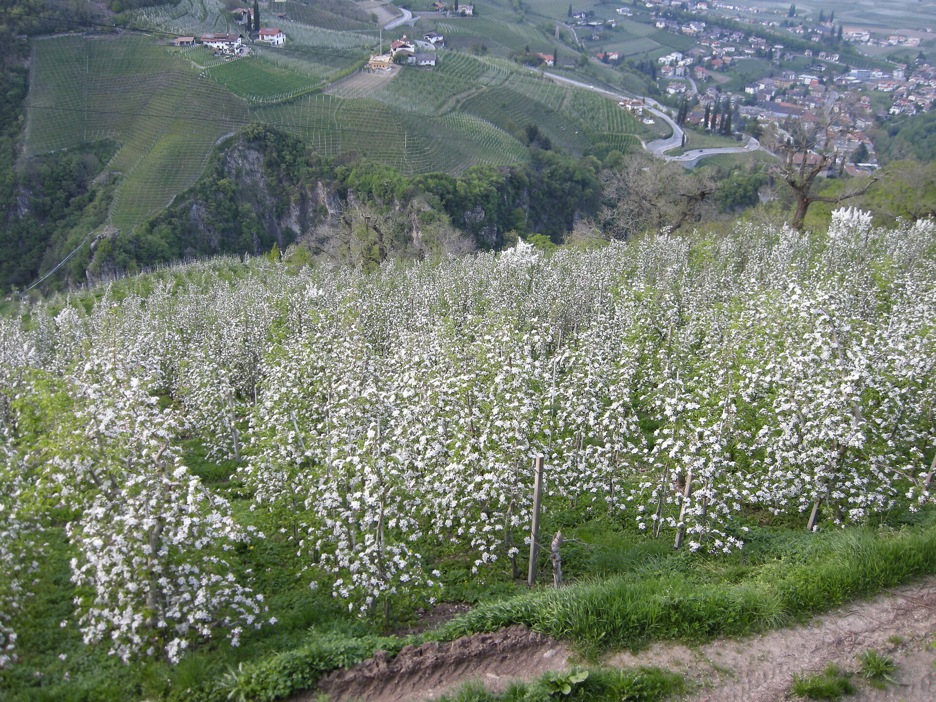 Apple blossom