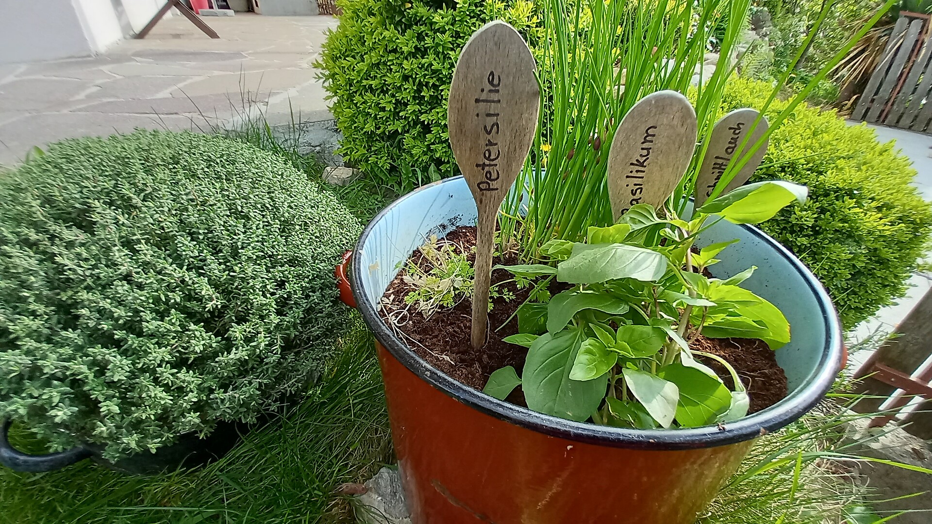herbs