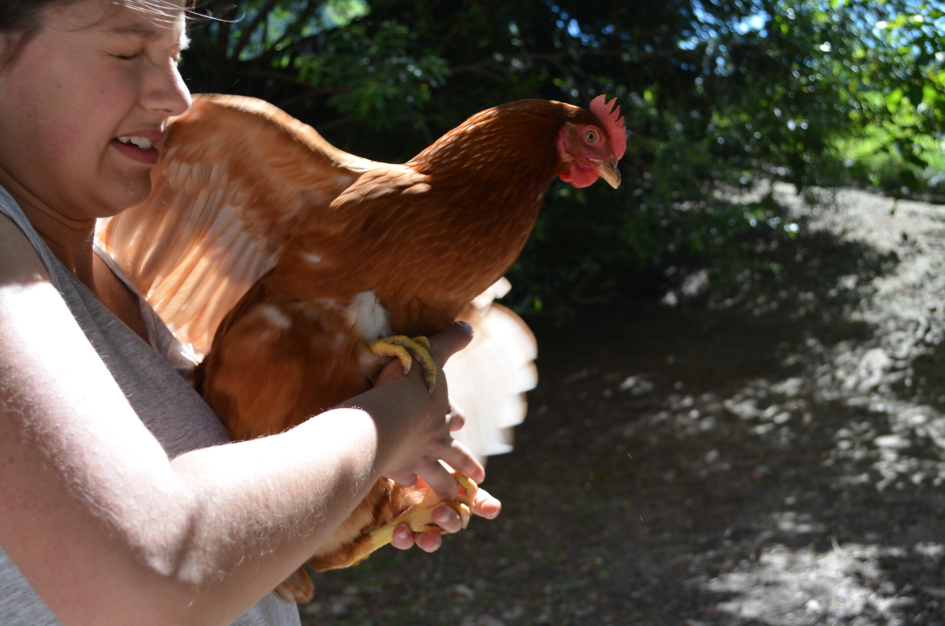 Chicken