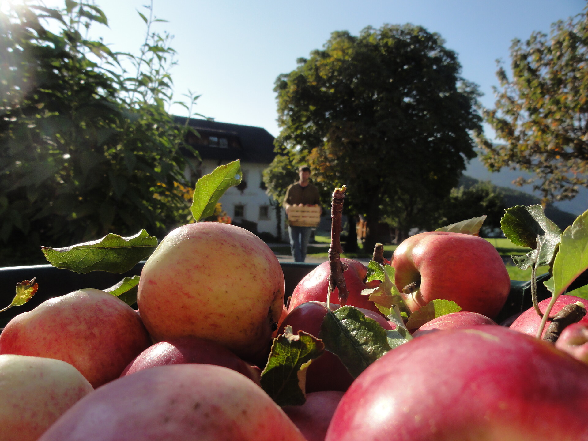 Apples