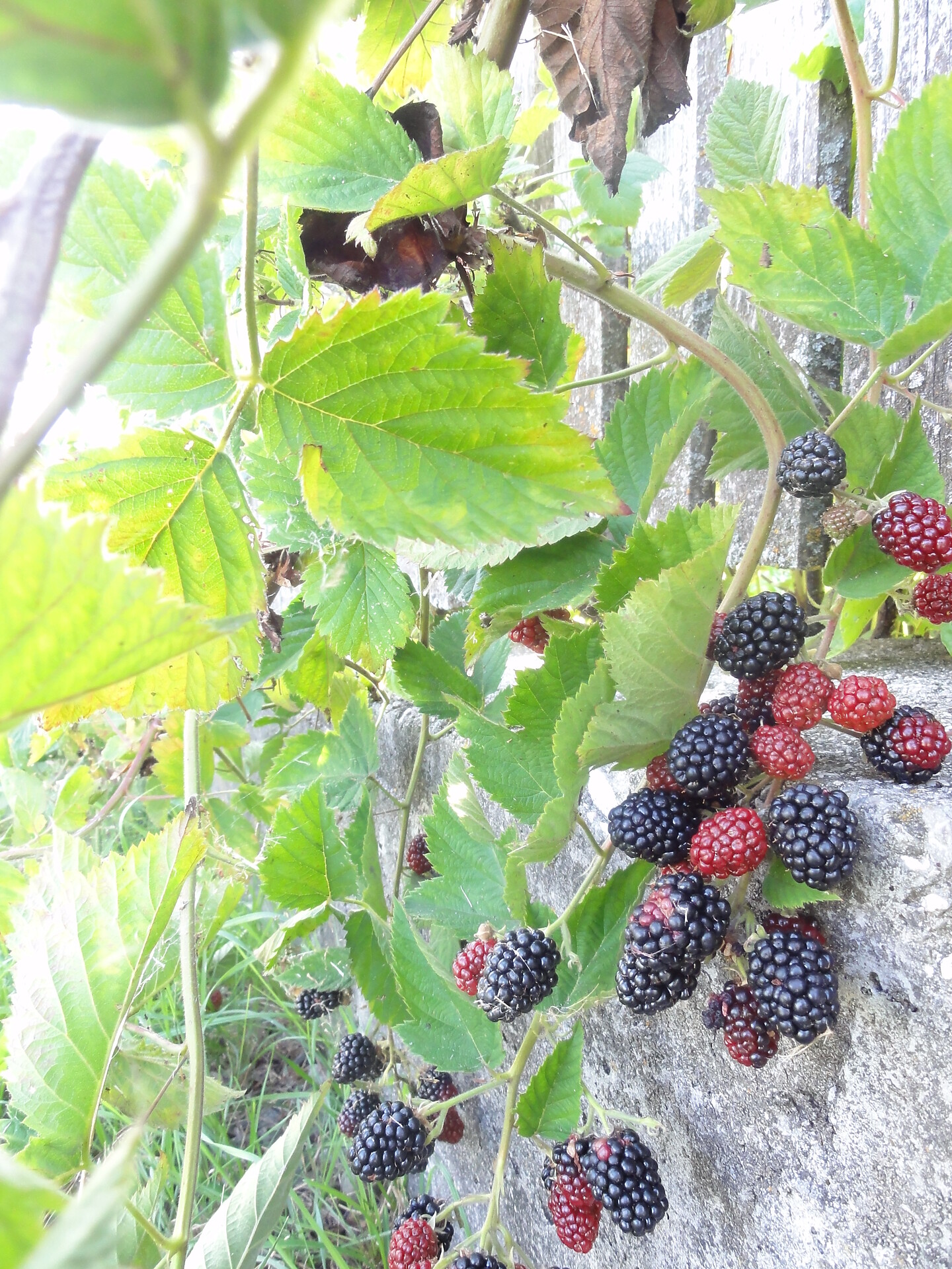 Fruits