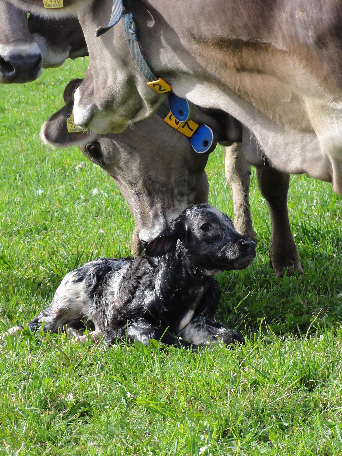 calf