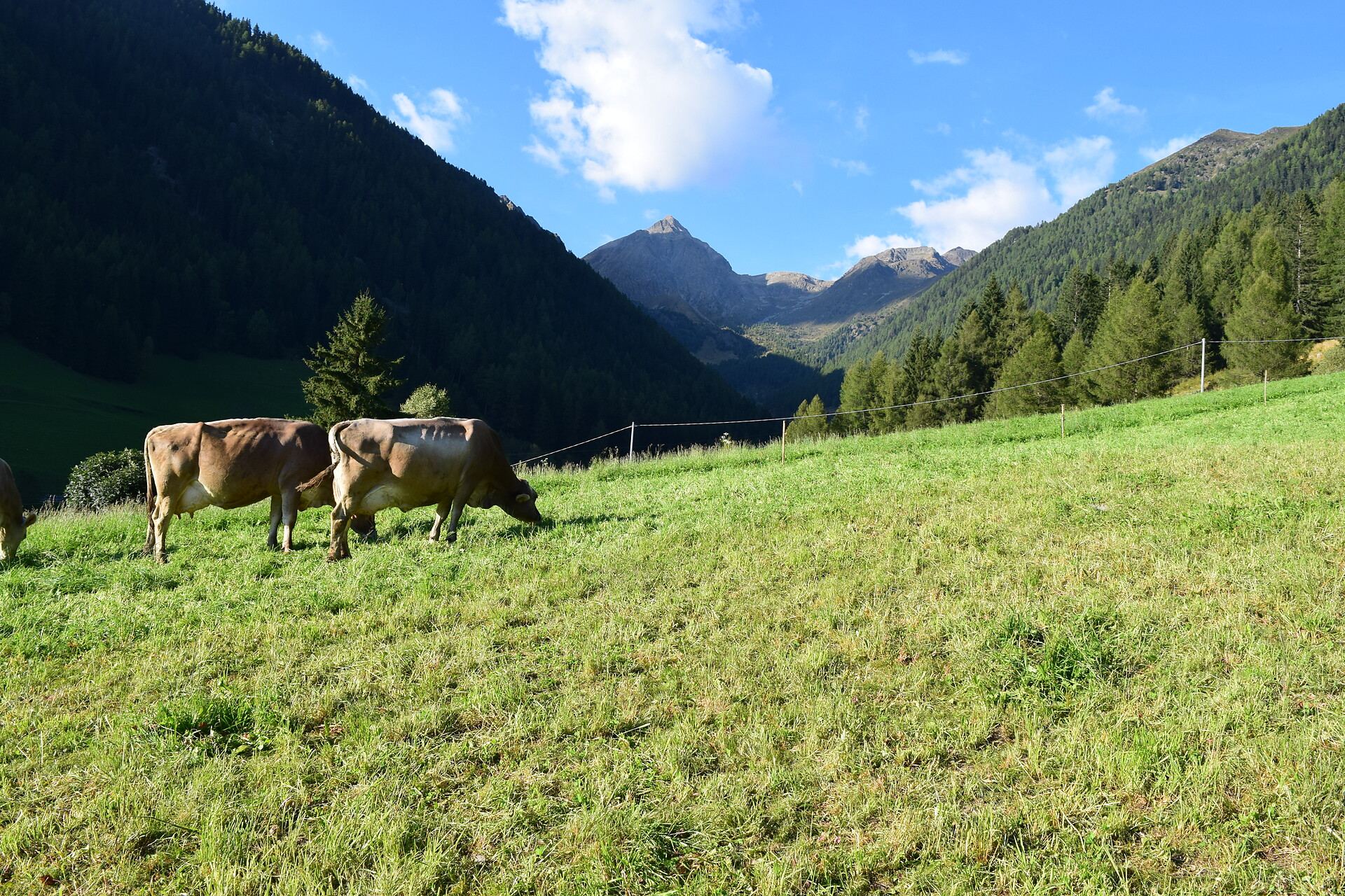 Tiere