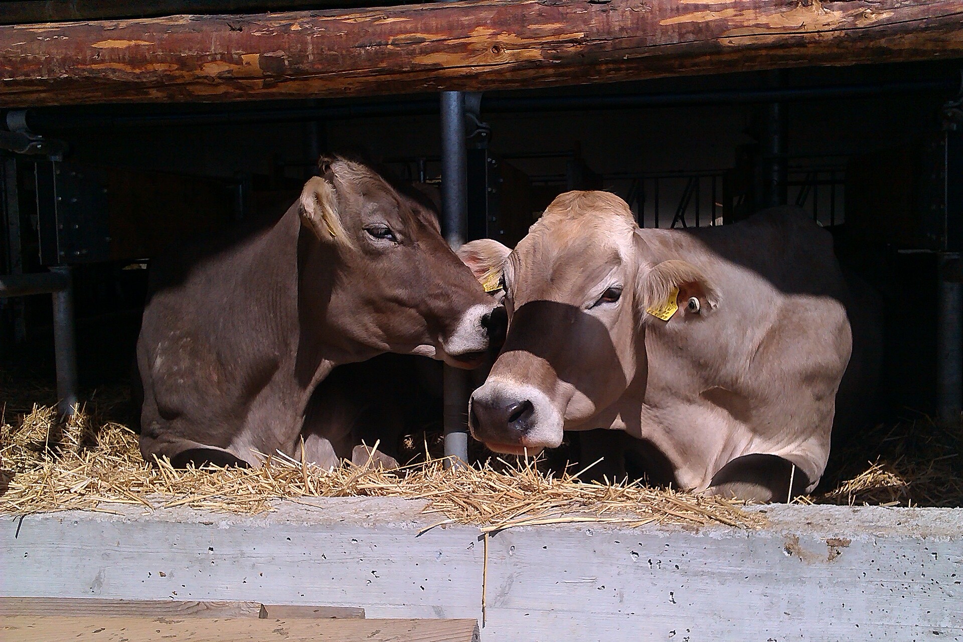 Tiere