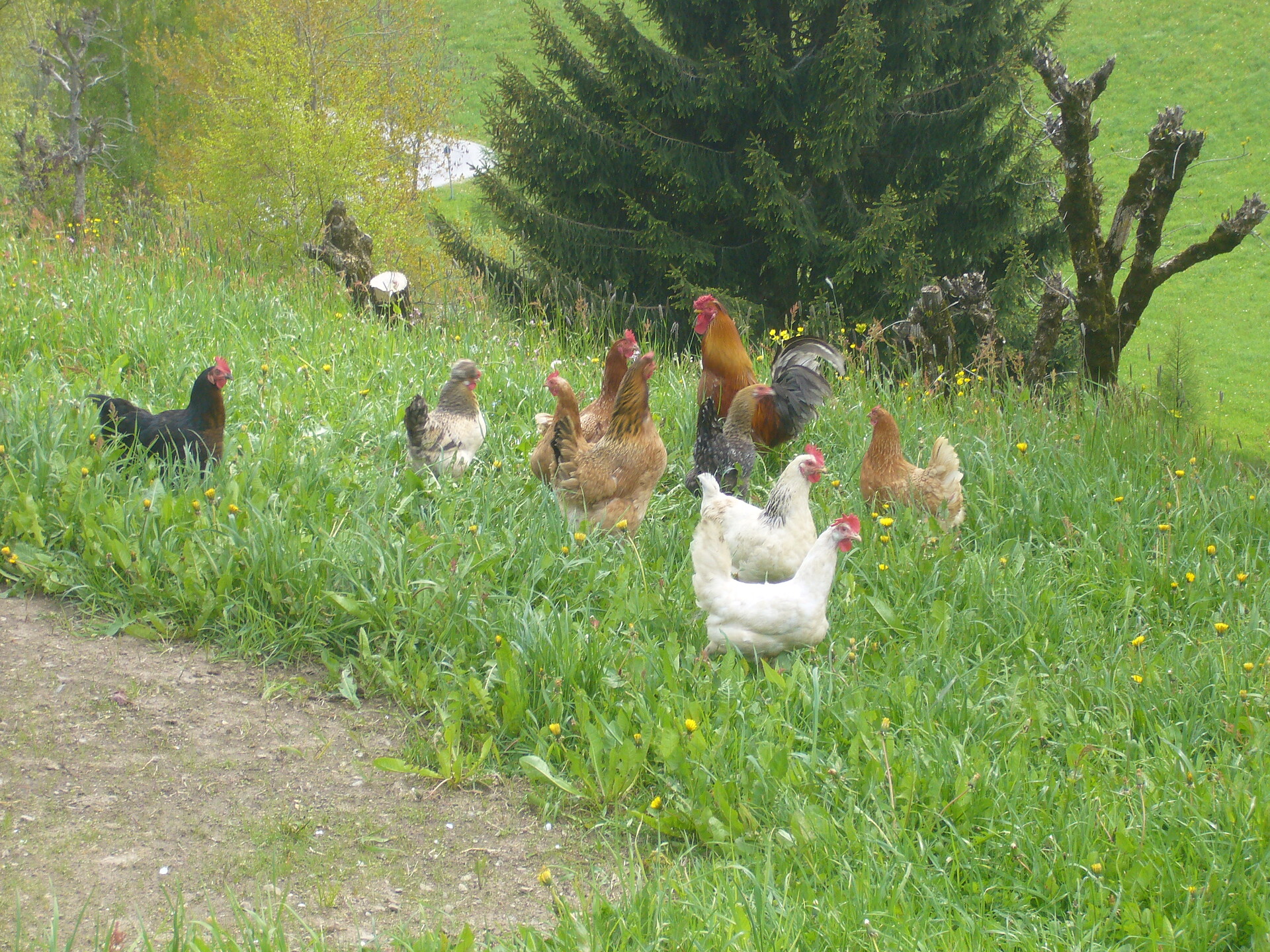 Tiere