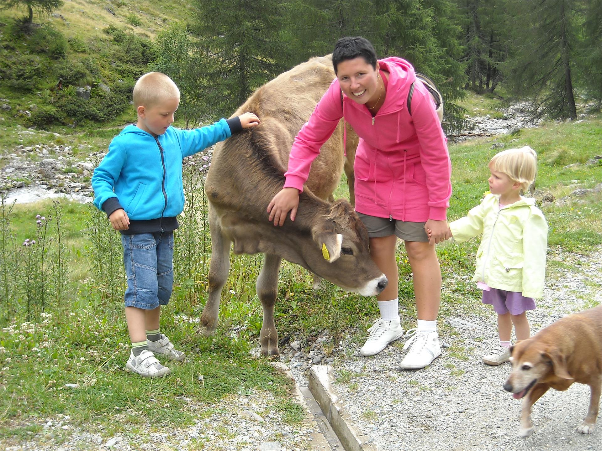 UaB Latschenhof Terenten 22 suedtirol.info