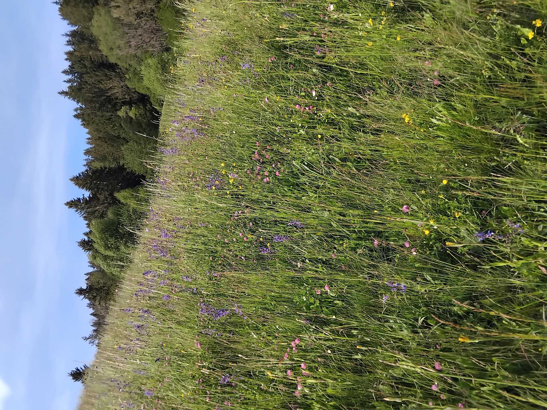primavera/Unterstein