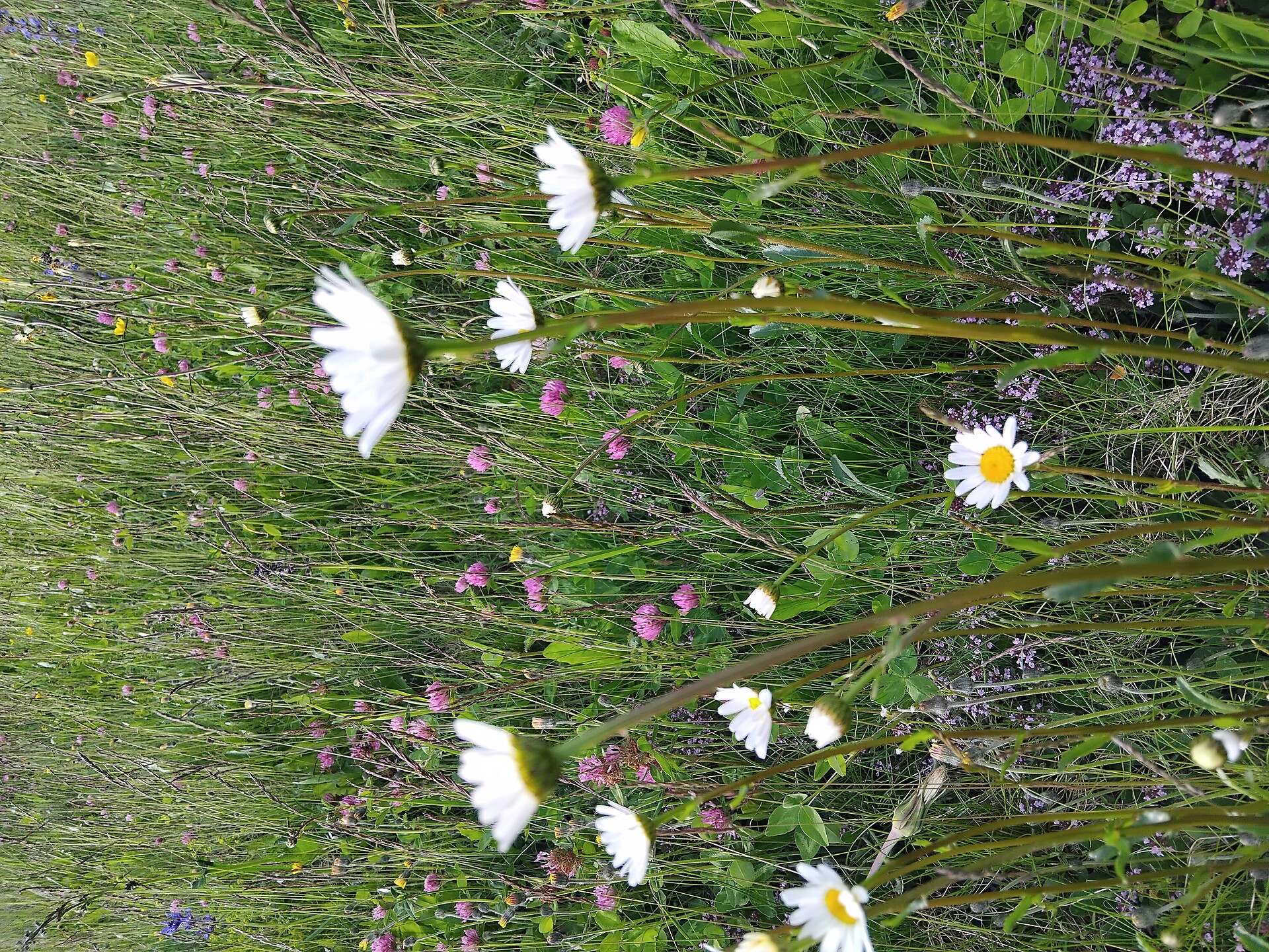 primavera/Unterstein