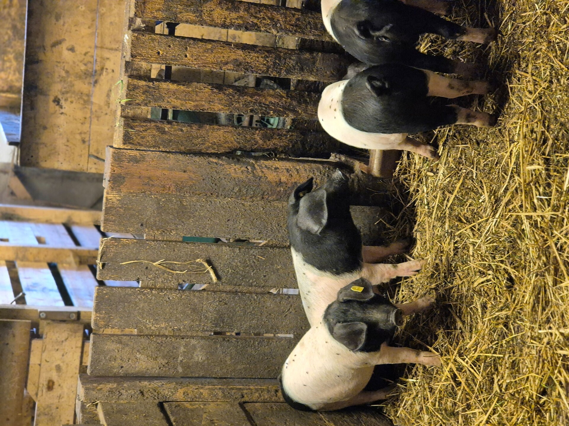 Unsere Schweinchen