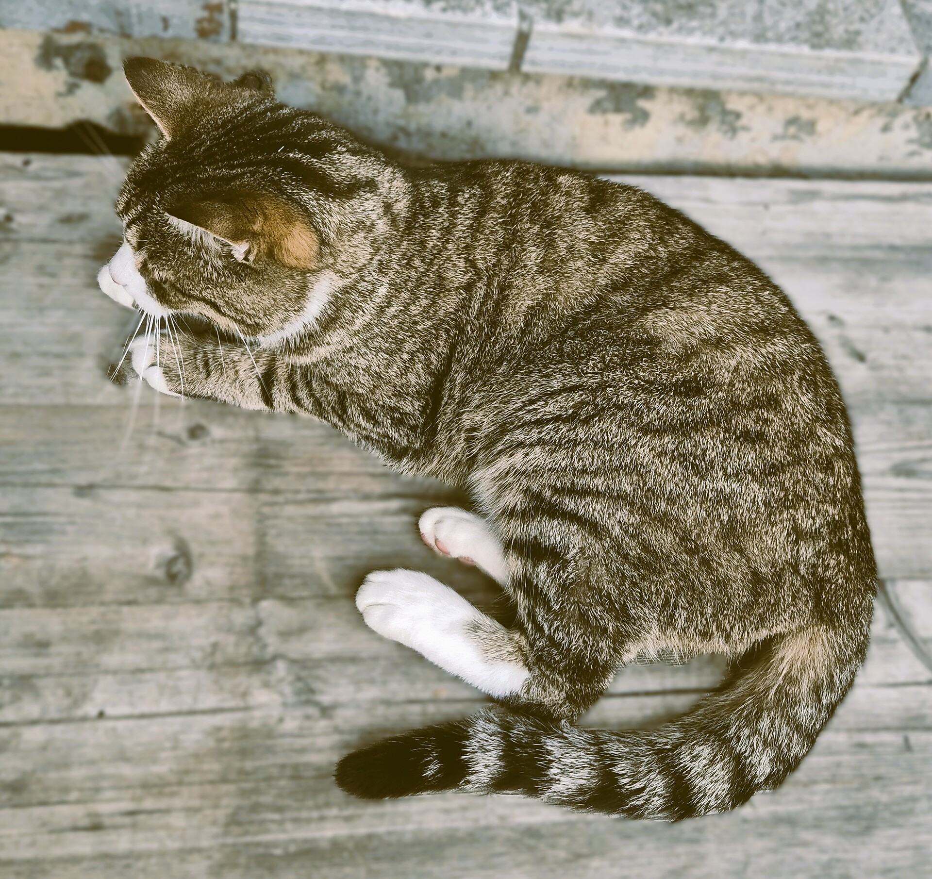 il nostro gatto