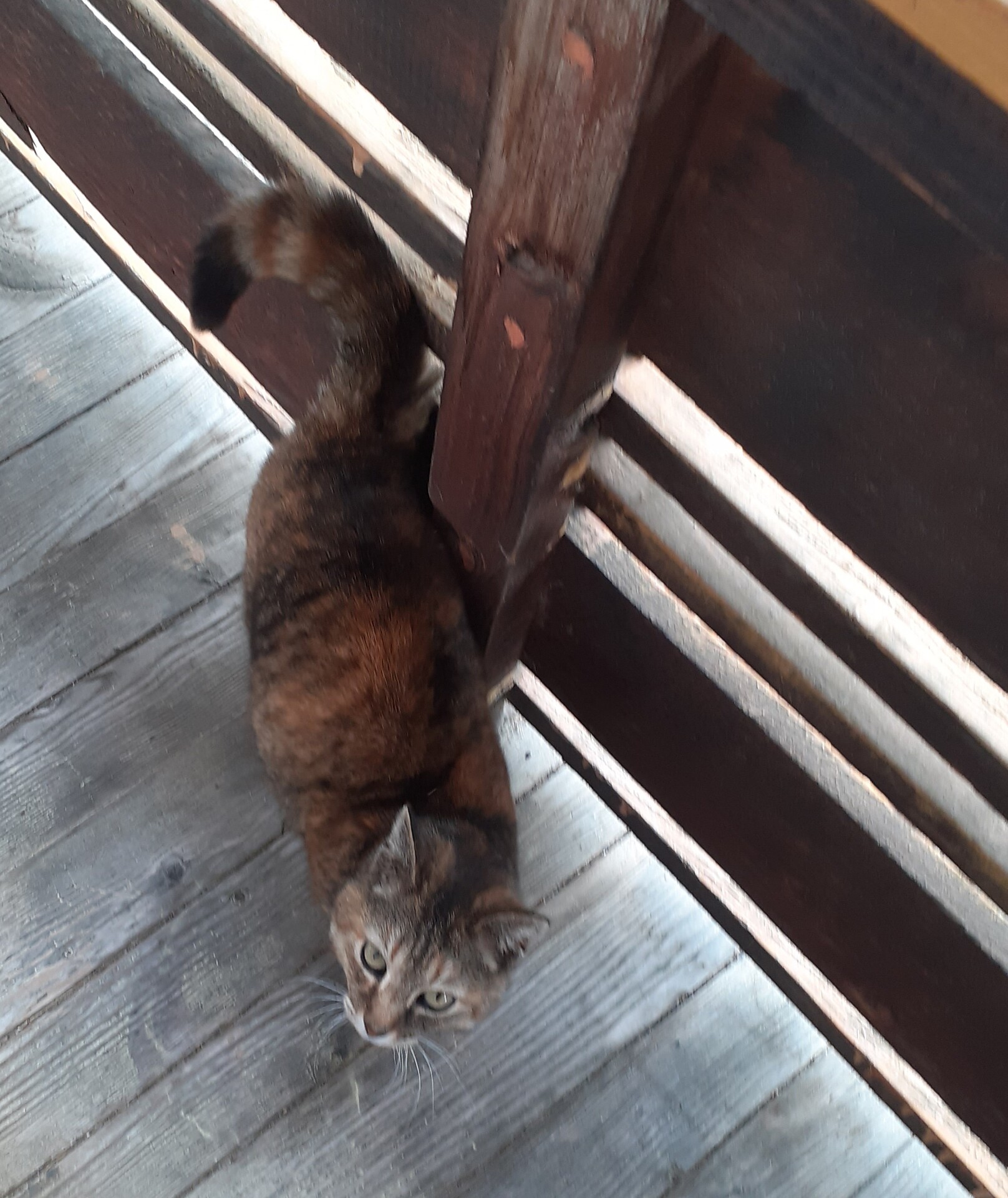Unsere Katze
