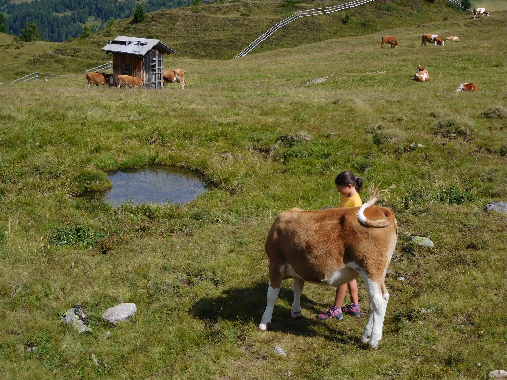 Unterweckerlerhof Valle di Casies 5 suedtirol.info