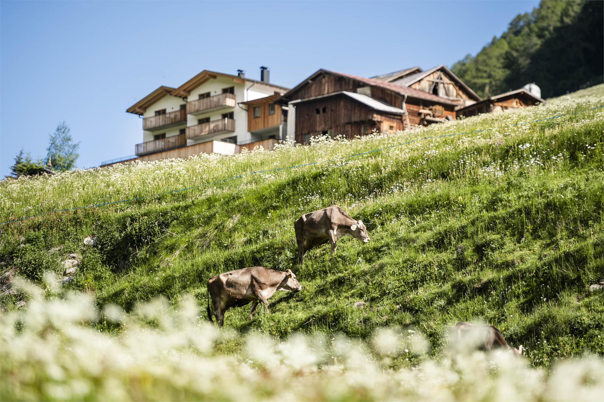 Unterlutaschghof Mals 22 suedtirol.info
