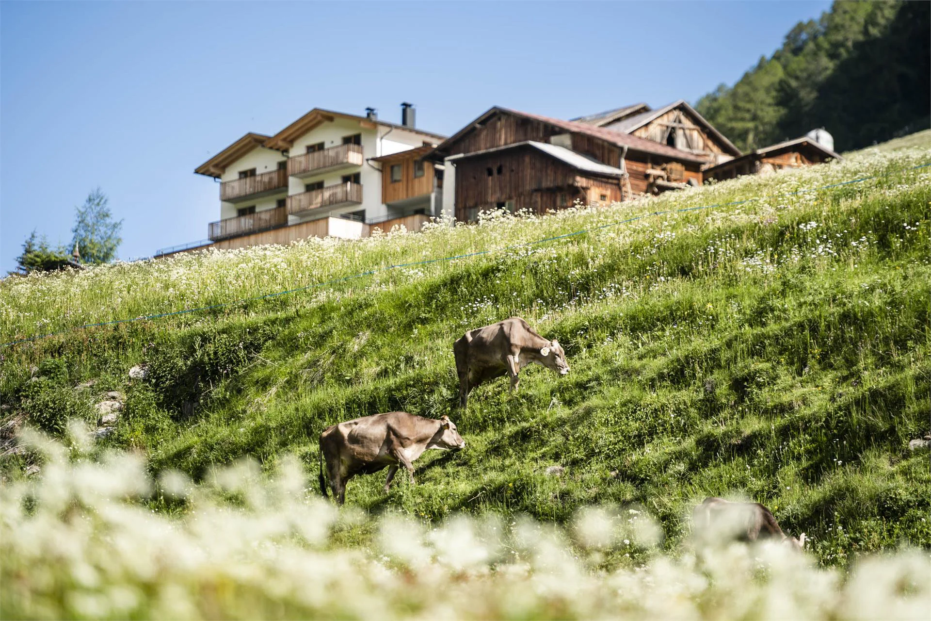 Unterlutaschghof Malles 22 suedtirol.info