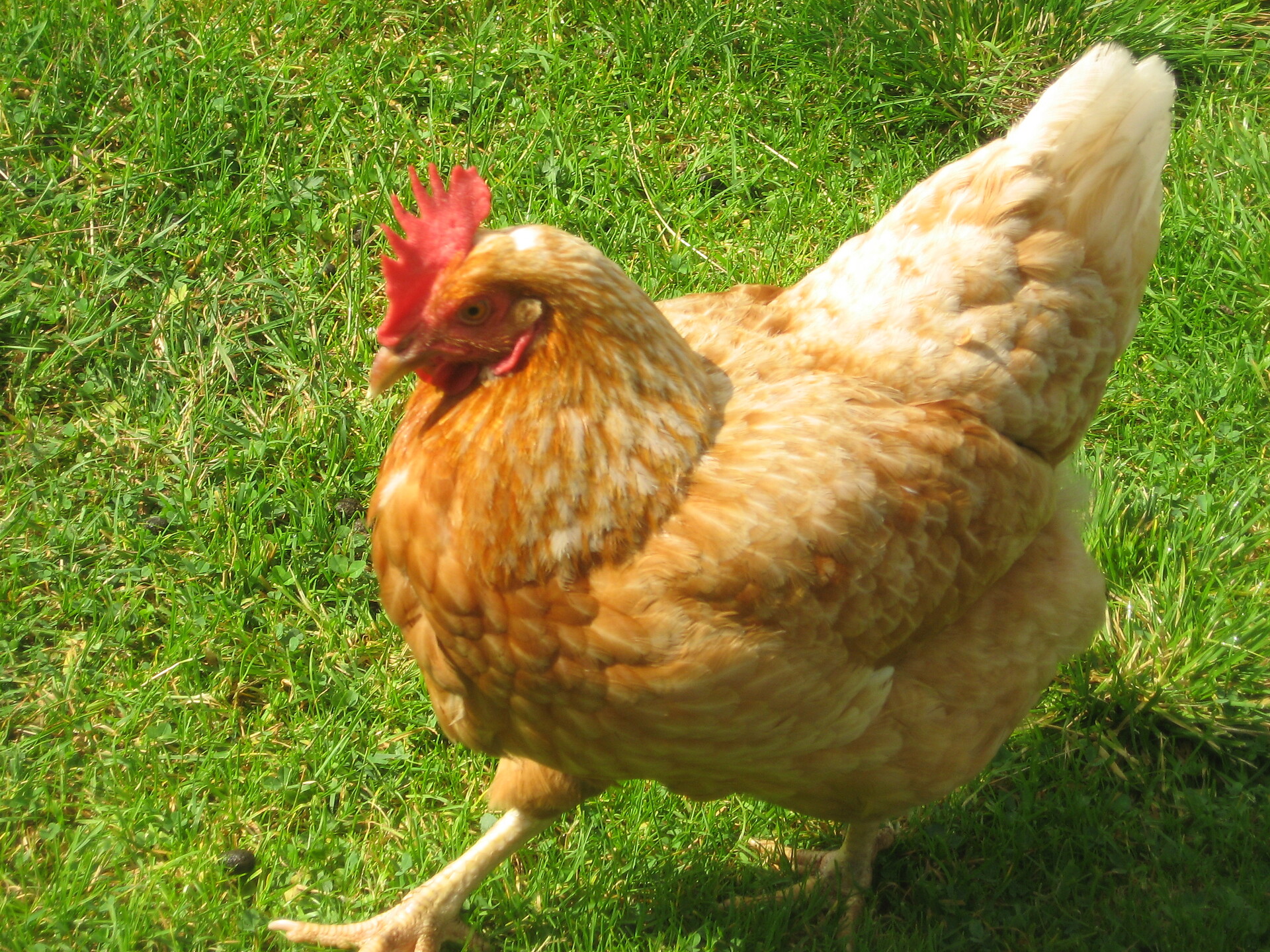 ...one of our chicken...
