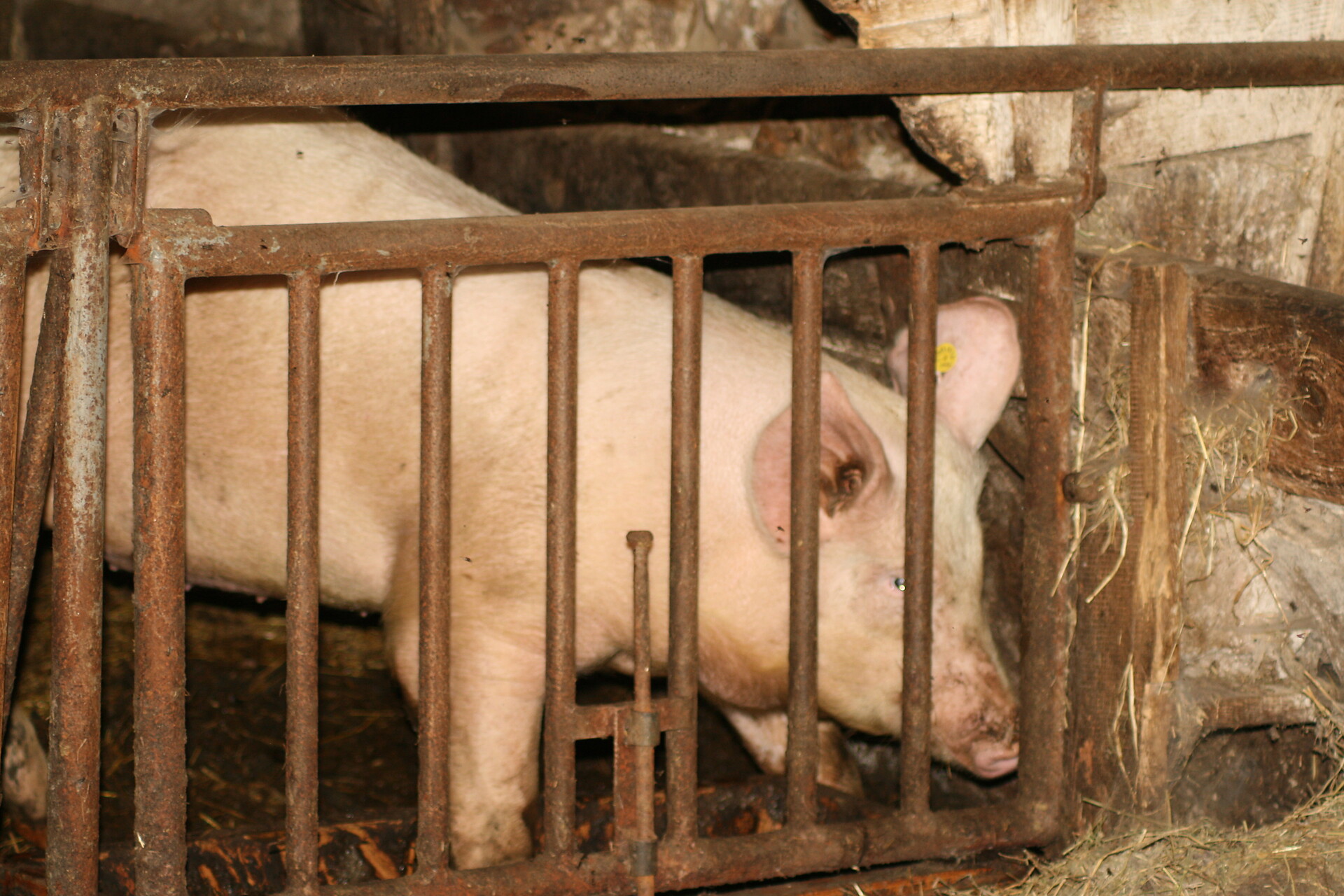 ...our pig called Susi...