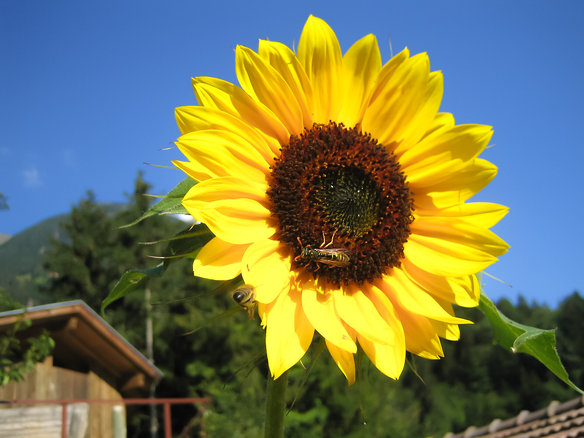 Agriturismo Ebnerhof