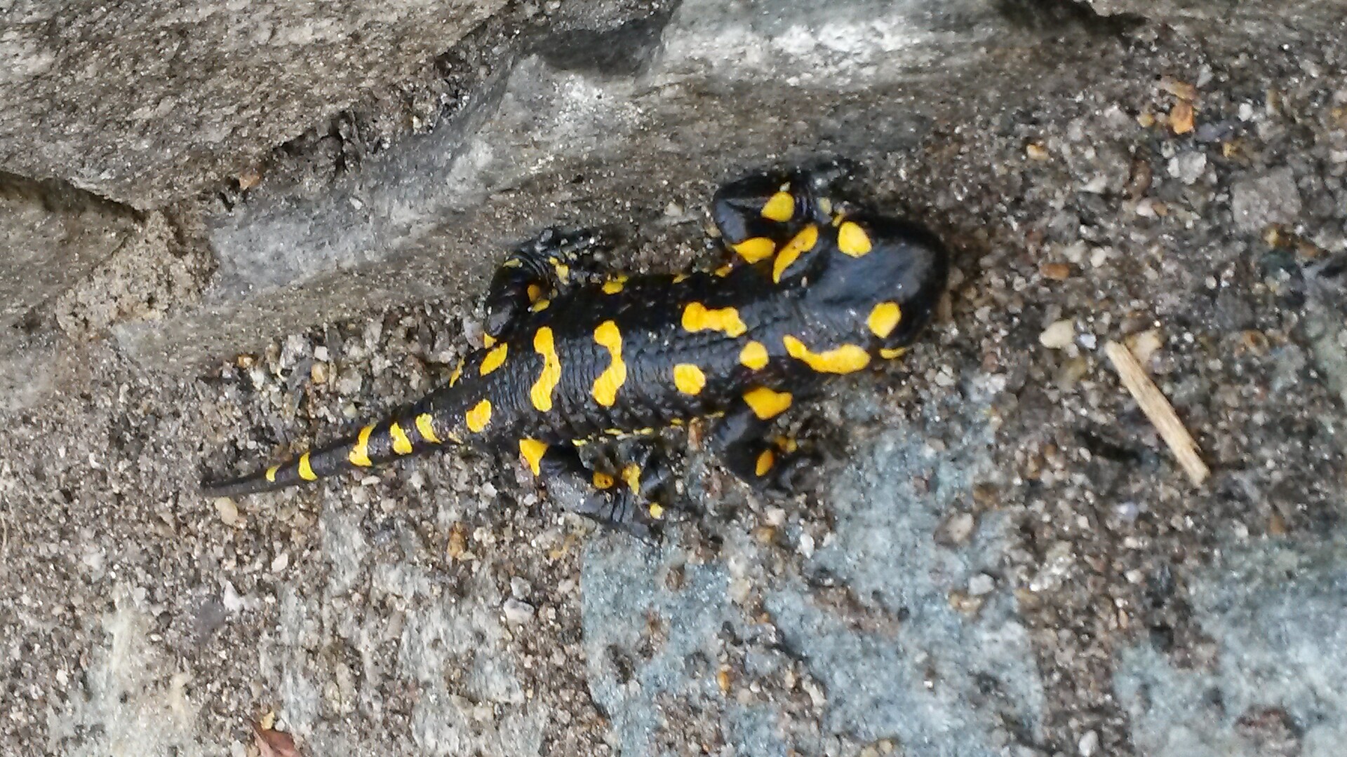 Feuersalamander