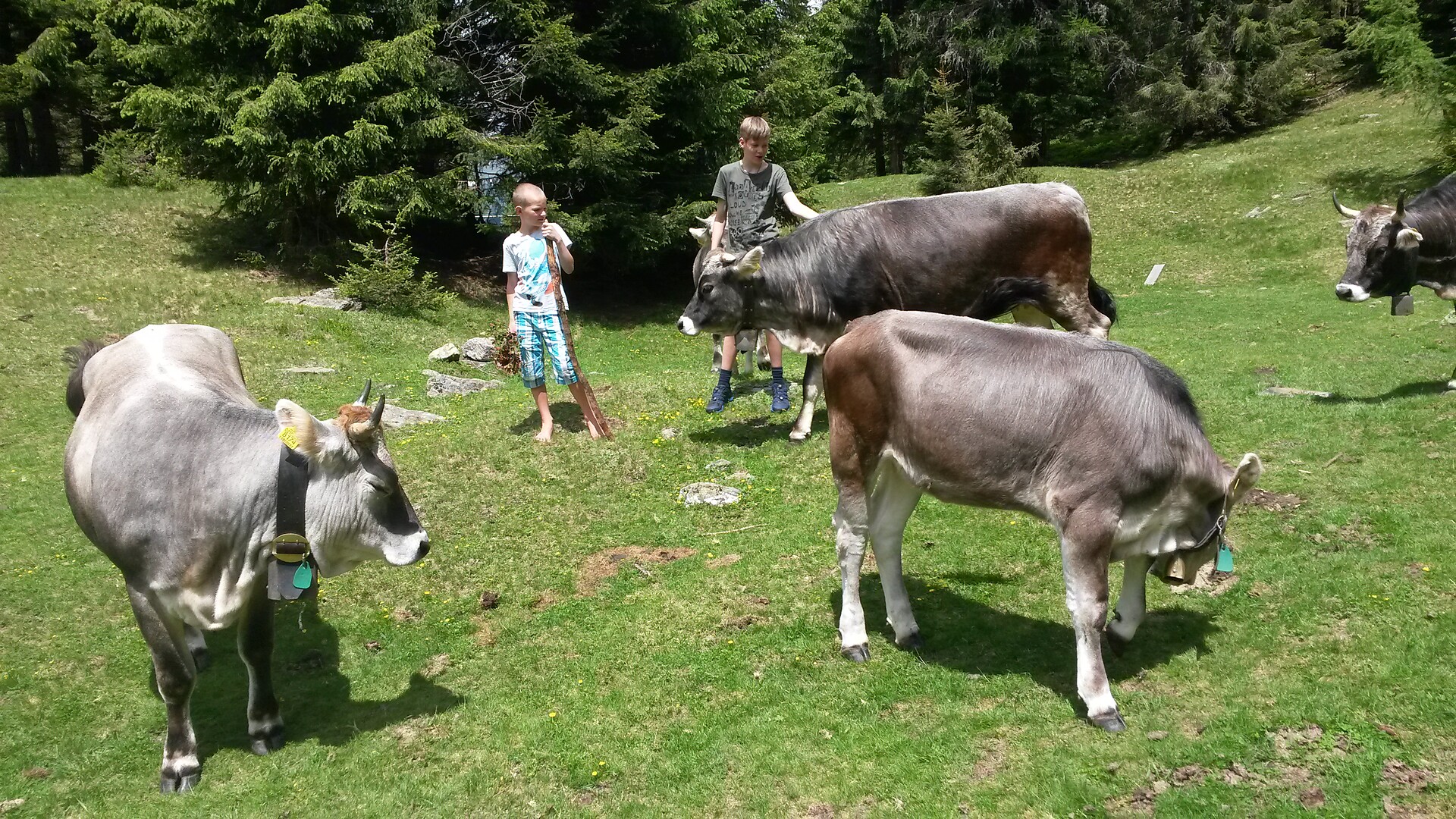the cow