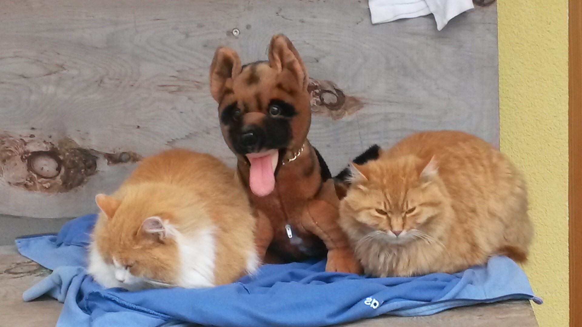 animals